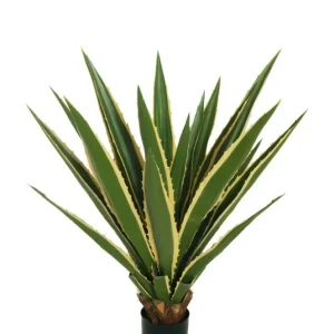 AGAVE AMERICAINE Votre Terrasse