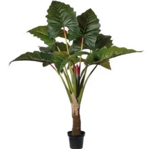 ALOCASIA Votre Terrasse