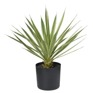 ALOEVERA Votre Terrasse