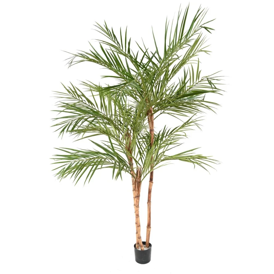 ARECA TREE Votre Terrasse
