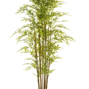 BAMBOU VERT Votre Terrasse