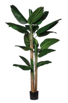 BANANA TREE Votre Terrasse