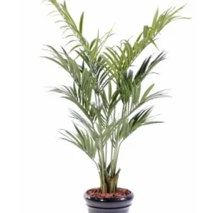 KENTIA PALM 190CM Votre Terrasse
