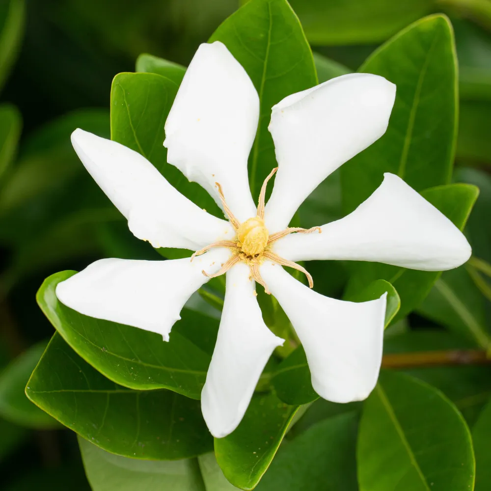 Gardénia rustique Pinwheel 1778163176