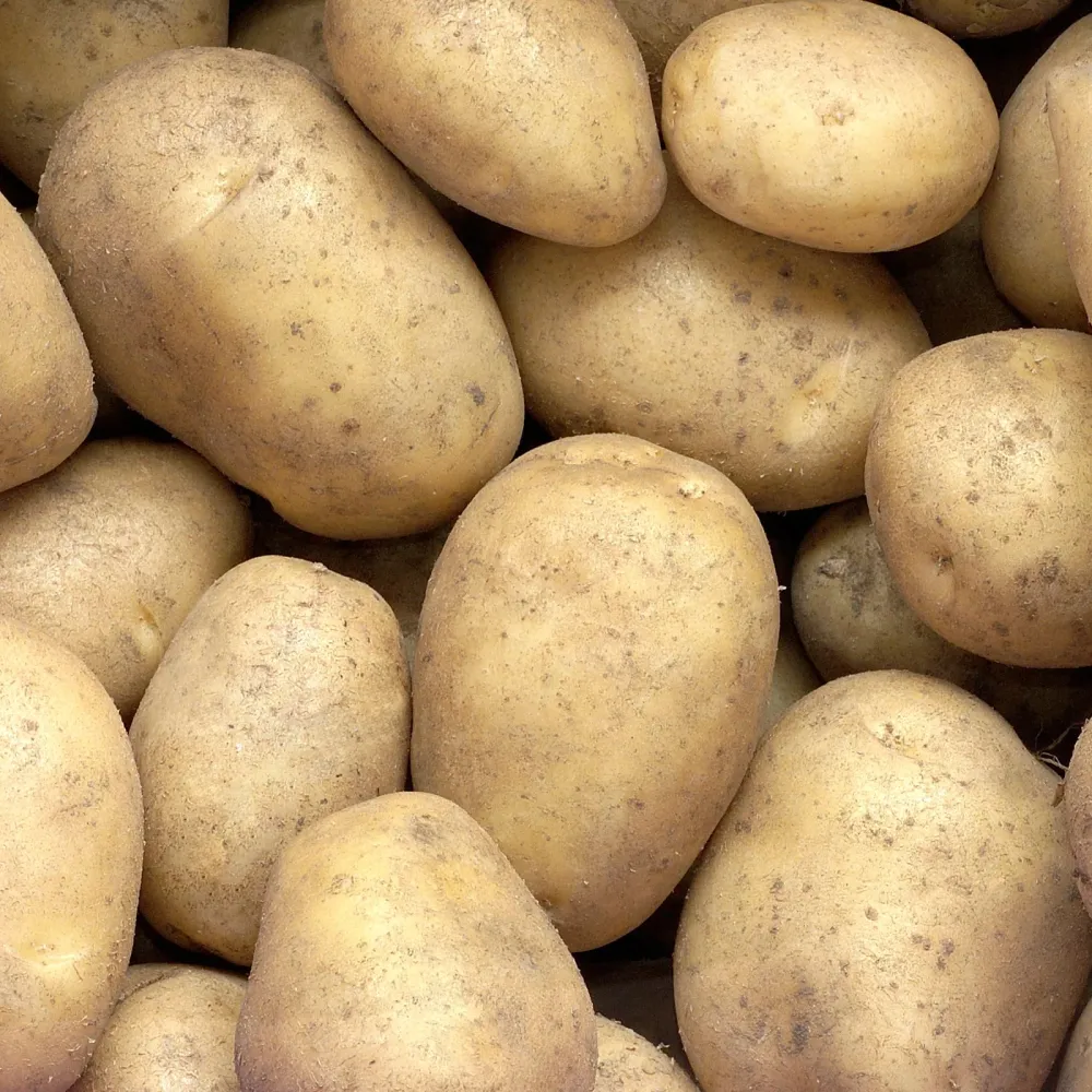 25 Pommes de terre Minette 1778116672