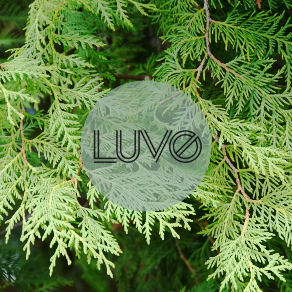 Bougie Cèdre & Labdanum Luvo