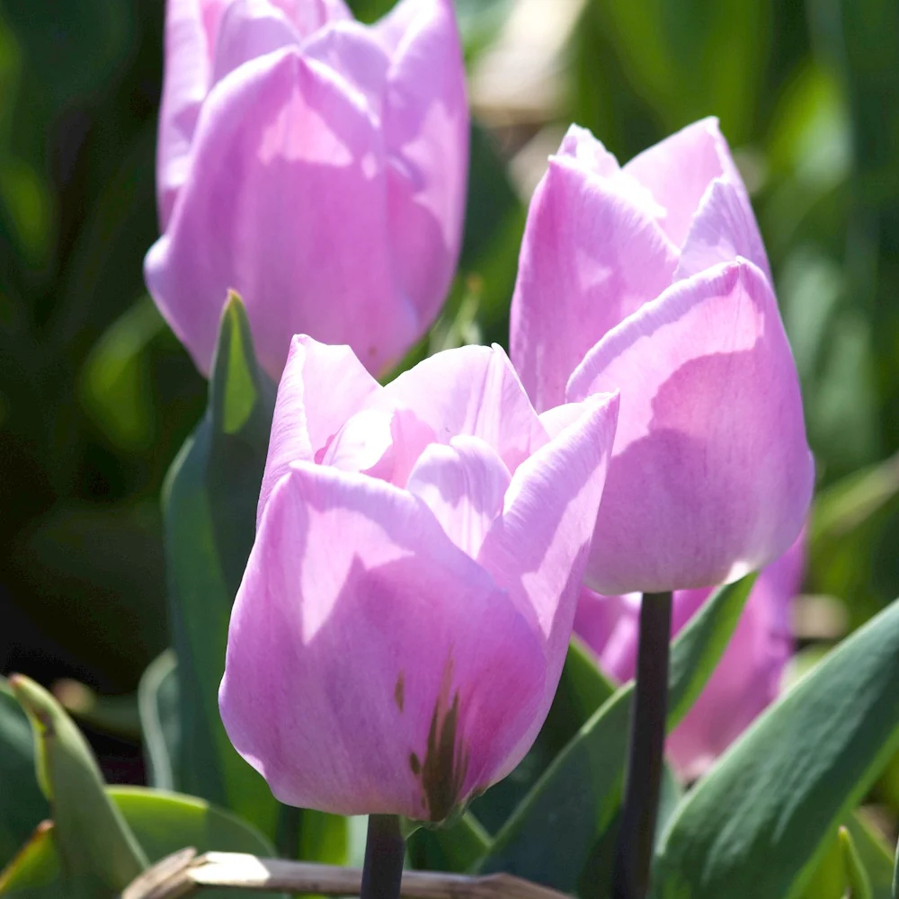 10 Tulipes Triomphe Candy Prince 1778163171