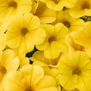 CALIBRACOA CALITASTIC - BUTTER LES SERRES FRANK ZYROMSKI INC.