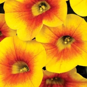 CALIBRACOA CALITASTIC - MANGO LES SERRES FRANK ZYROMSKI INC.