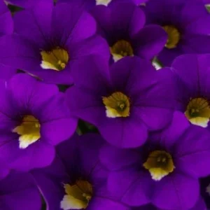 CALIBRACOA CALITASTIC - VIOLACEOUS LES SERRES FRANK ZYROMSKI INC.