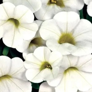 CALIBRACOA CALITASTIC - WHITE LES SERRES FRANK ZYROMSKI INC.