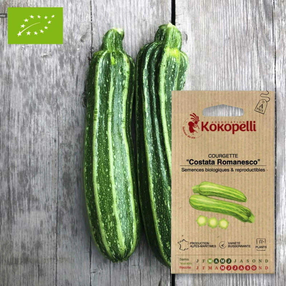 Graines bio à semer - courgette costata romanesco