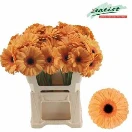 GERBERA GR JETSET - 50 - A1
