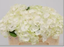HORTENSIA M CH WHI VERENA - 40 - A1
