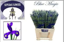 IRIS BLUE MAGIC - 60 - A1