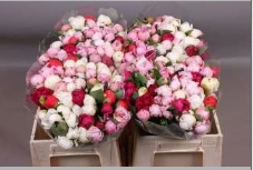 PIVOINE MIX - 40 - A1