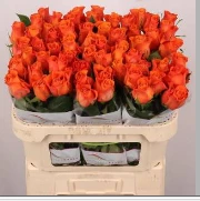 ROSE GR ORANGE WAVE - 70 - A1