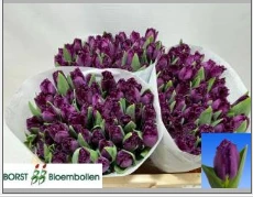 TULIPE FR SAN CLEMENTE - 36 - A1
