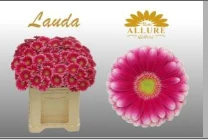 GERBERA MI LAUDA - 50 - A2