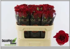 ROSE GR FREEDOM - 70 - A2