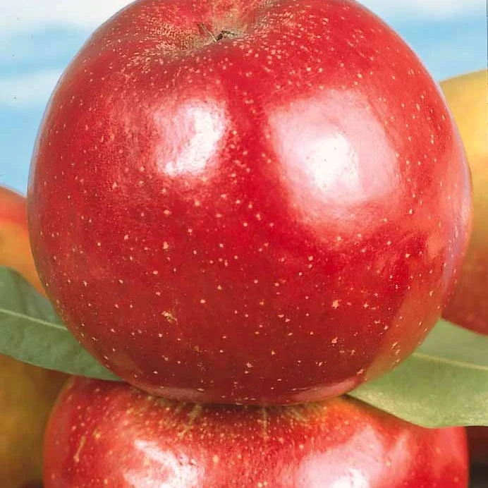 Pommier Rouge de Boskoop 1778006145