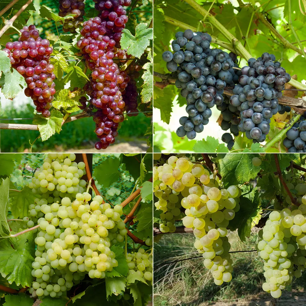 Collection de 4 vignes 1778116670