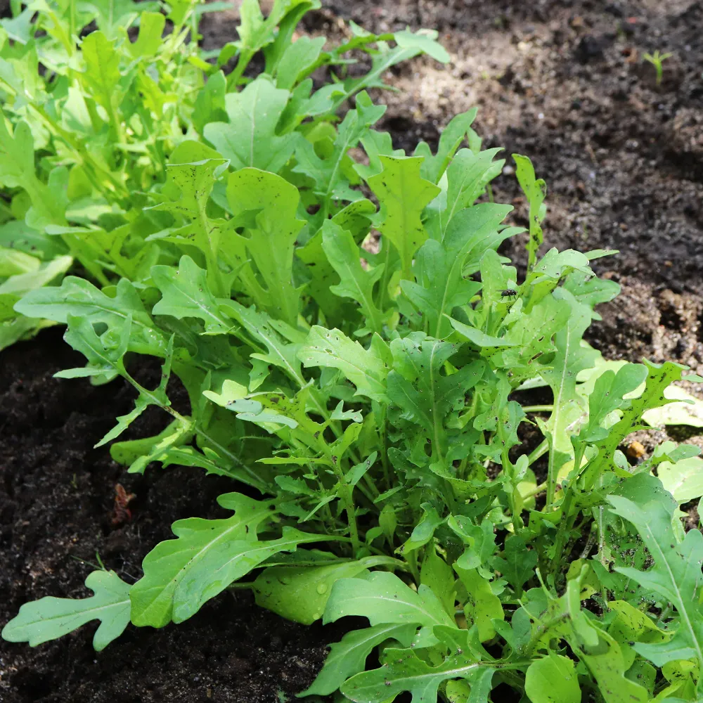 Roquette cultivée 1777314044