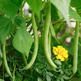 Haricots, nain vert provider Cutleaf Seed