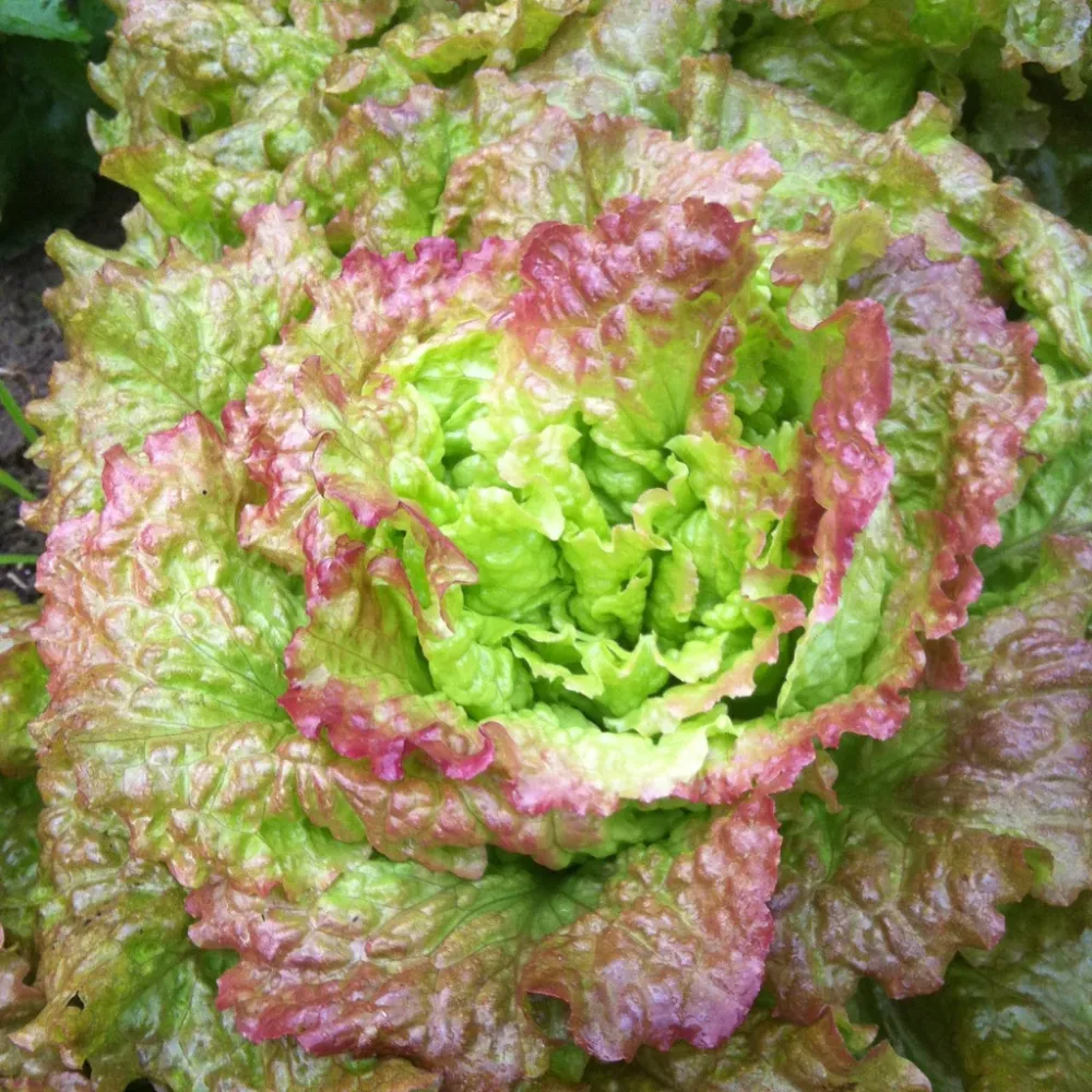 Laitue, femme ivre Cutleaf Seed