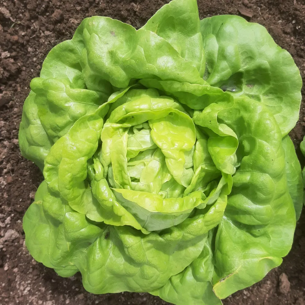 Laitue, Kweik Cutleaf Seed