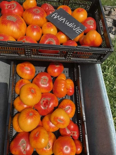 Tomate, Anawine Cutleaf Seed