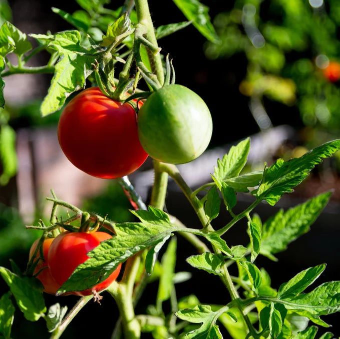 Tomate, Rose de Berne Cutleaf Seed