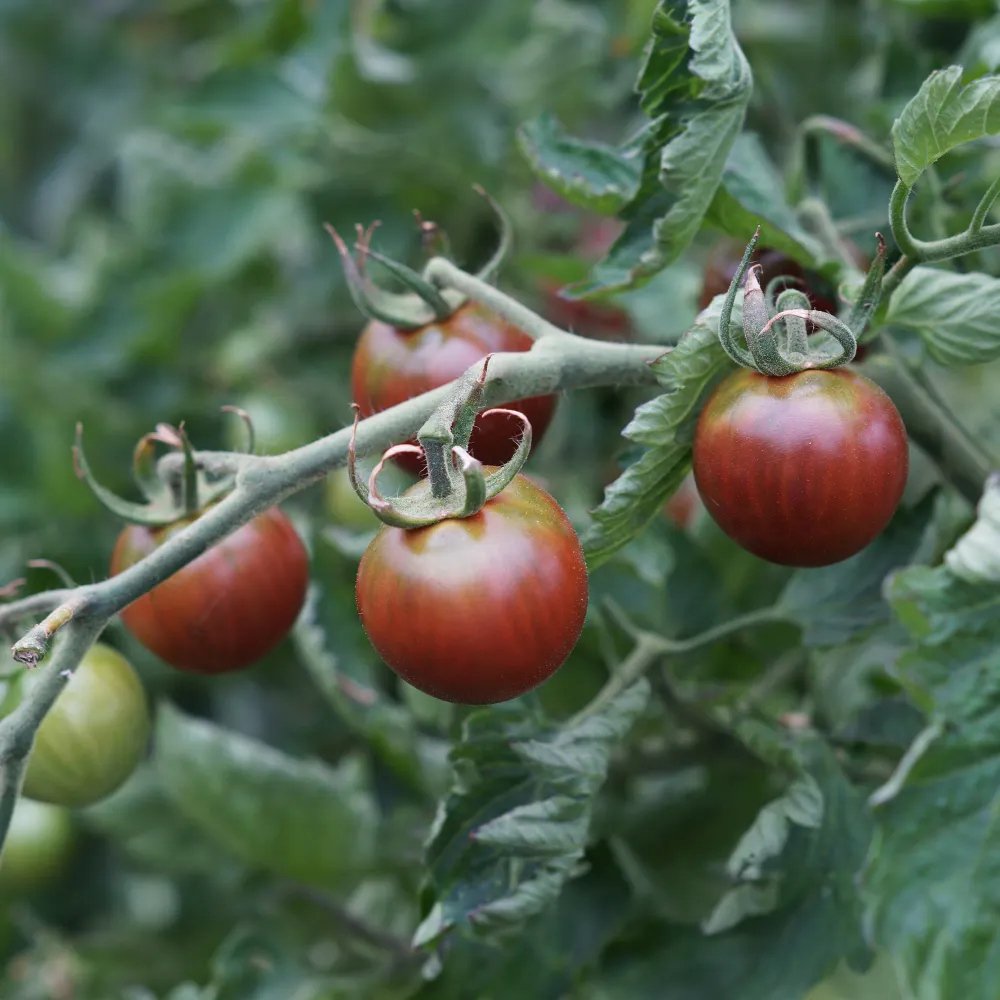 Tomate-cerise Cerise Chocolate 1777314000