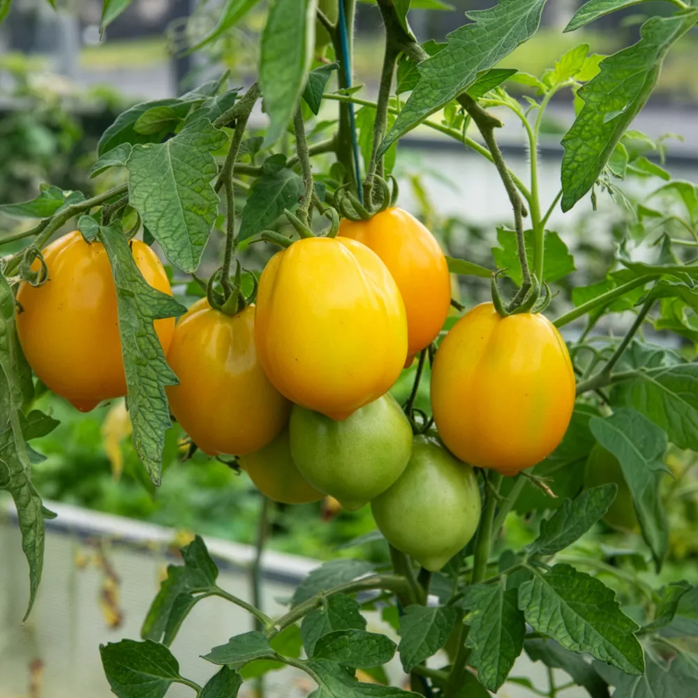 Tomate citron - Lemon Tree 1777848952
