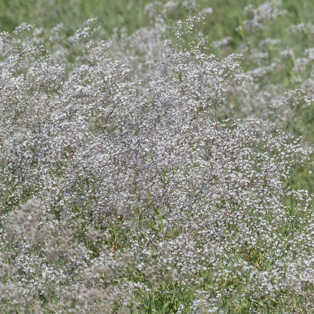 Gypsophile paniculée oeillet d'amour 1777848957
