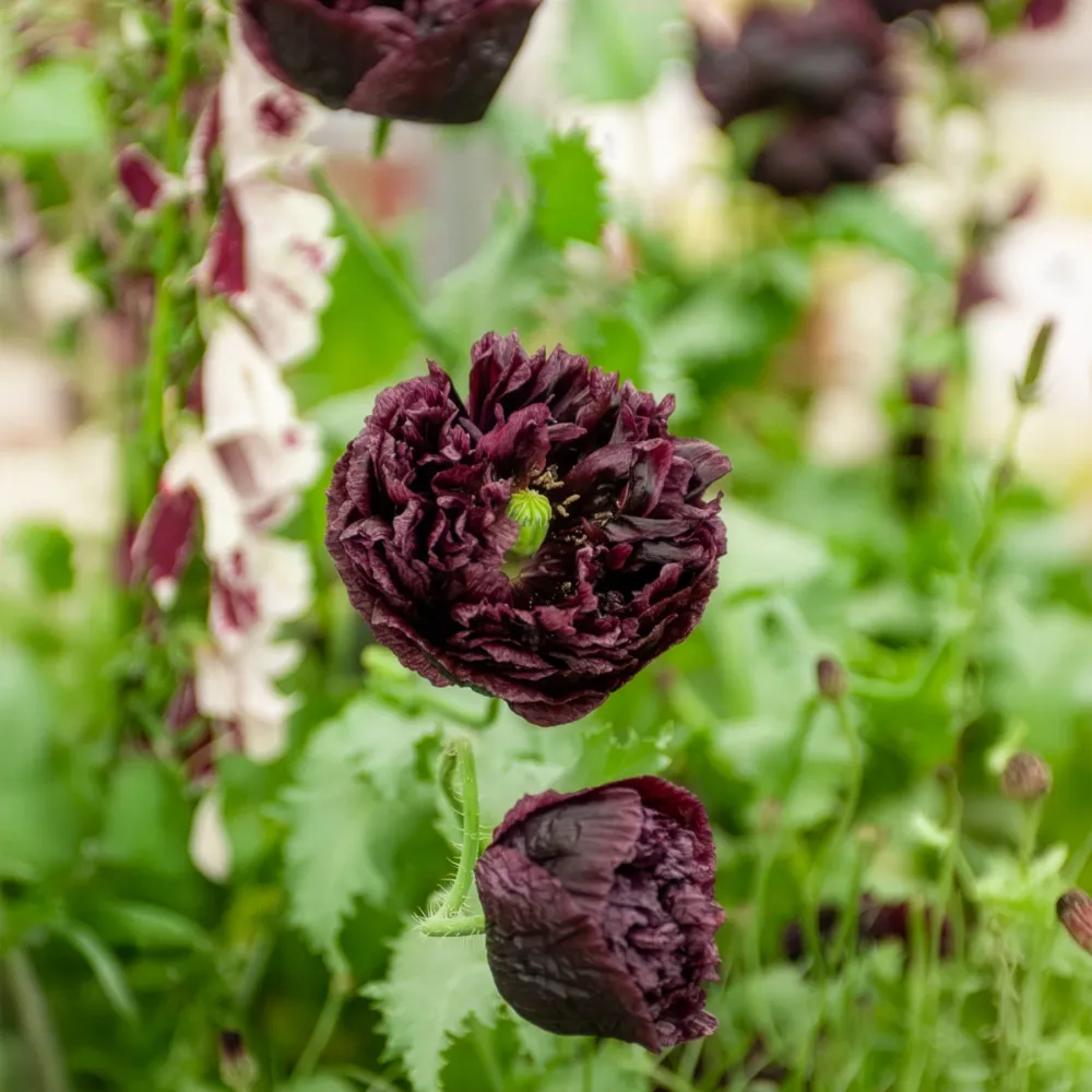 Pavot annuel Black Peony 1777848957