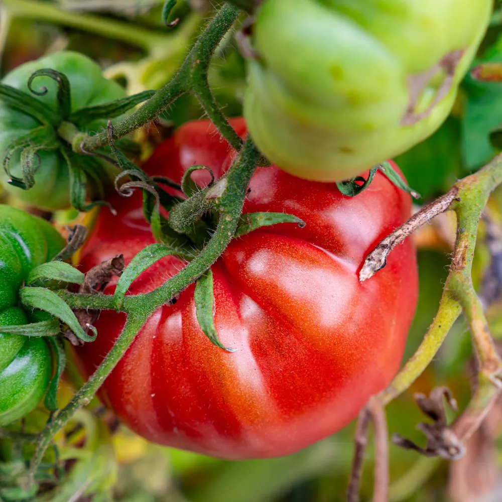Tomate Brandywine 1777903797
