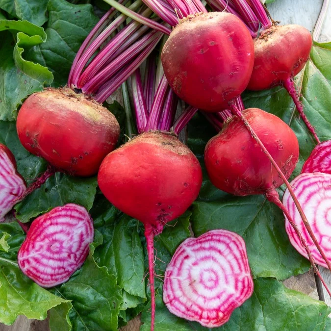 Betterave rouge Chioggia 1778172902