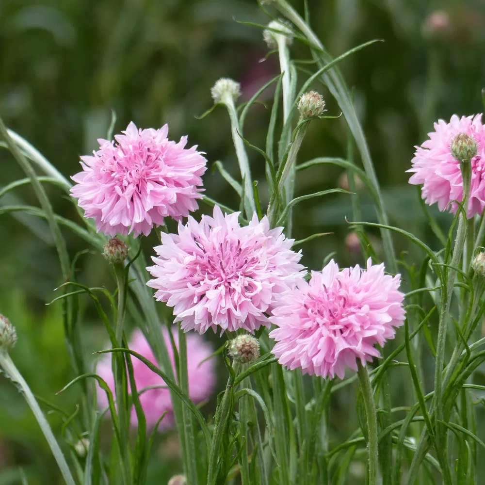 Centaurée barbeau Pinkie 1778172906