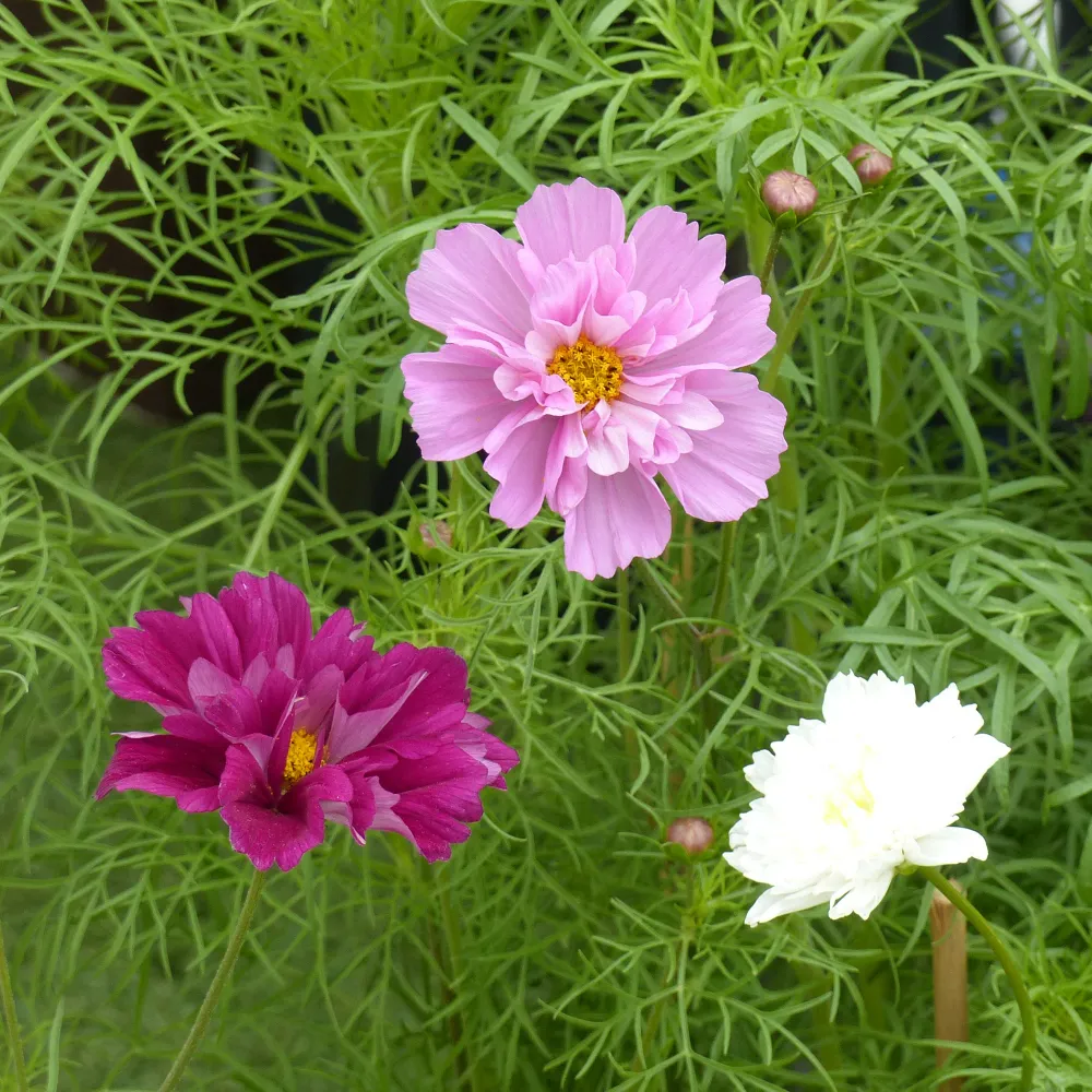 Collection 3 cosmos doubles variés 1778172906