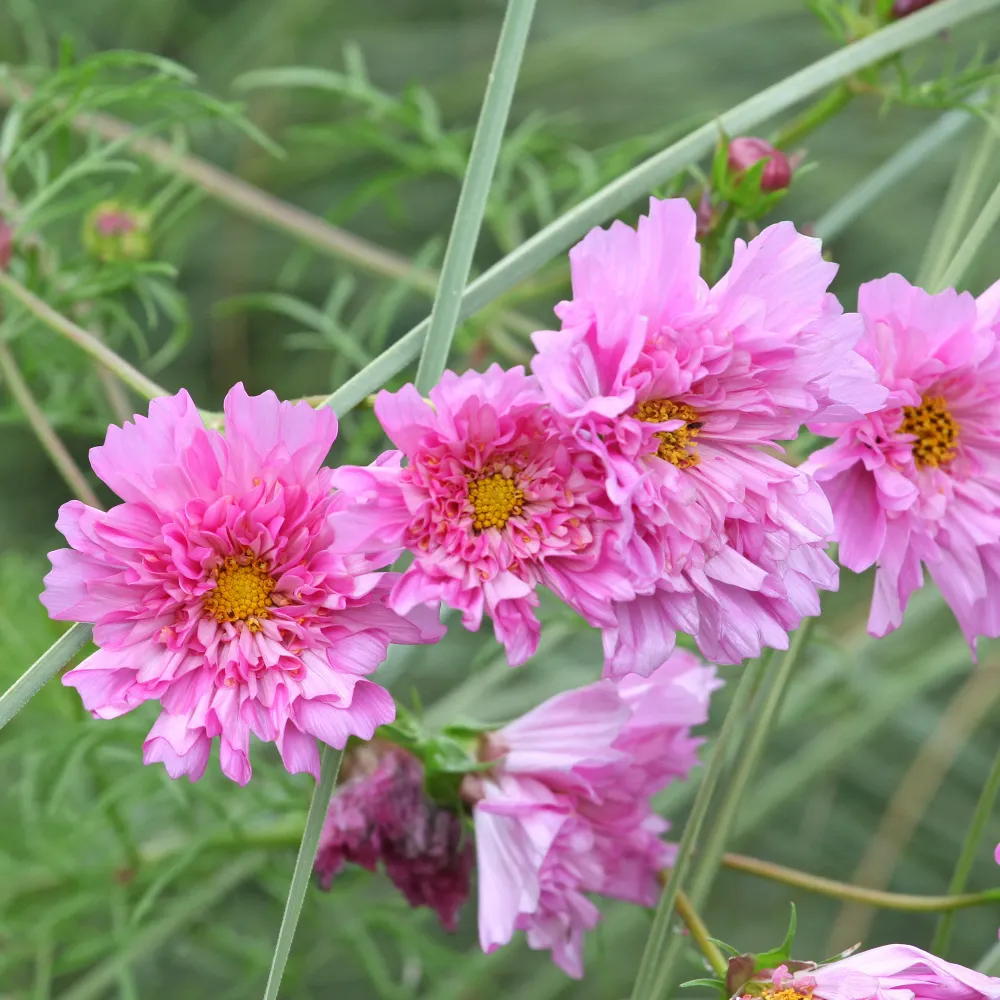 Cosmos double rose 1778172906