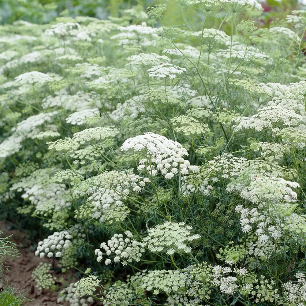 Ammi élevé 1778172907