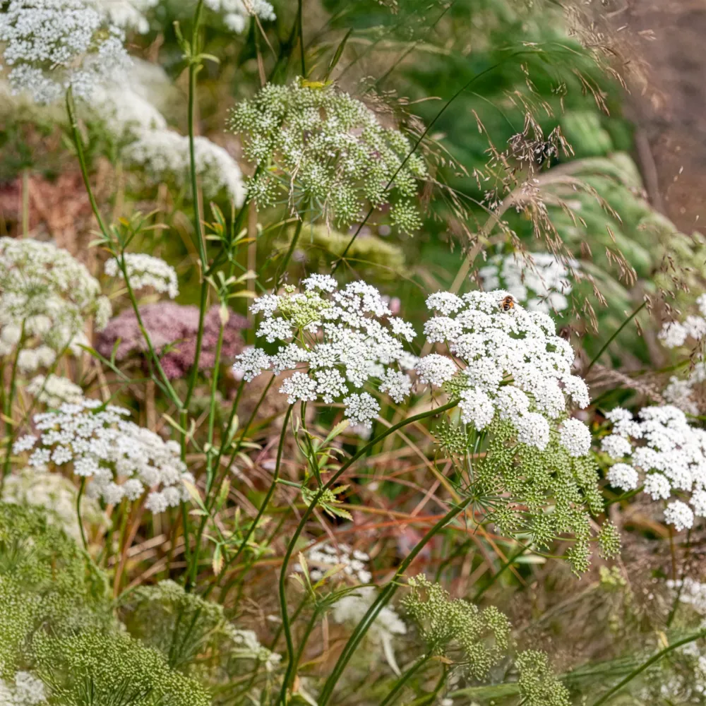 Ammi élevé 1778172907