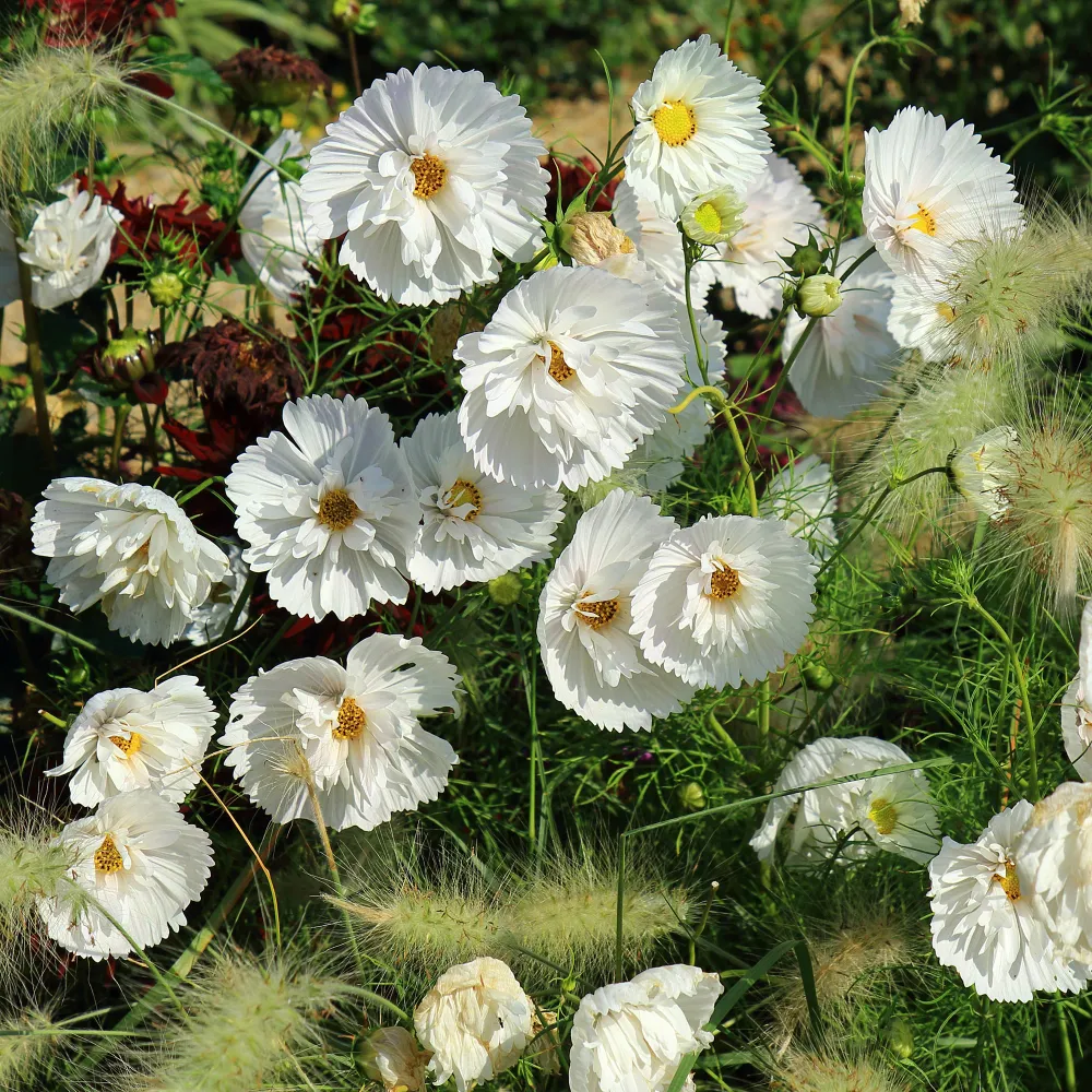 Cosmos Cupcakes White 1778172907