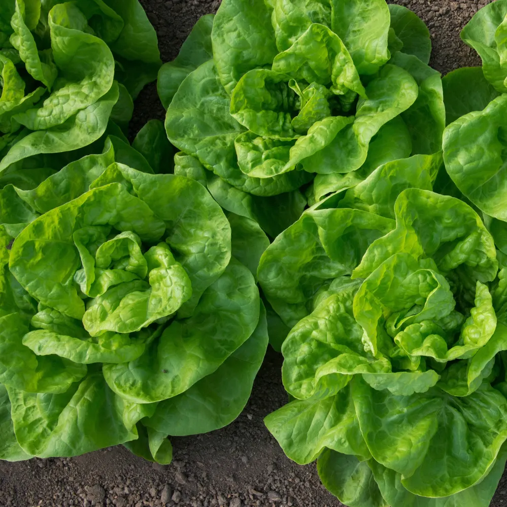 6 Plants de Laitue pommée Novappia 1778274297