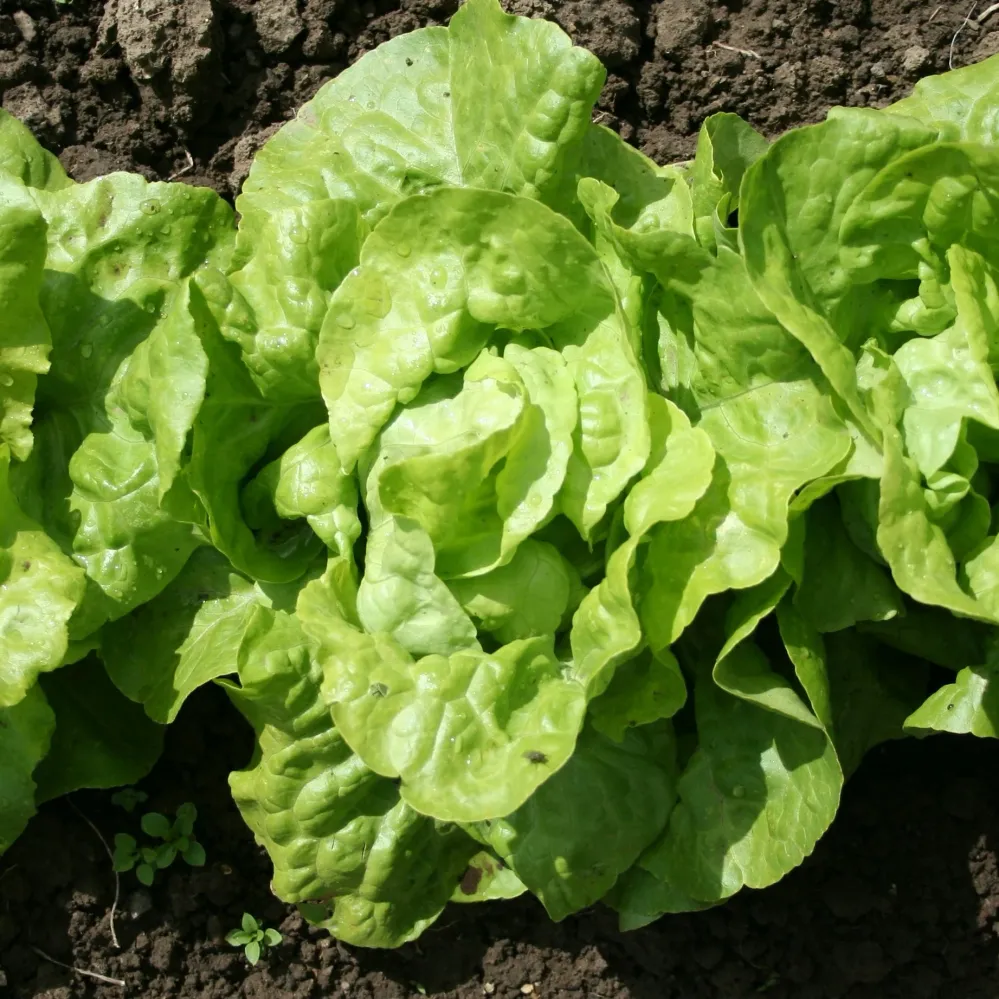 6 Plants de Laitue pommée Appia 1778274298