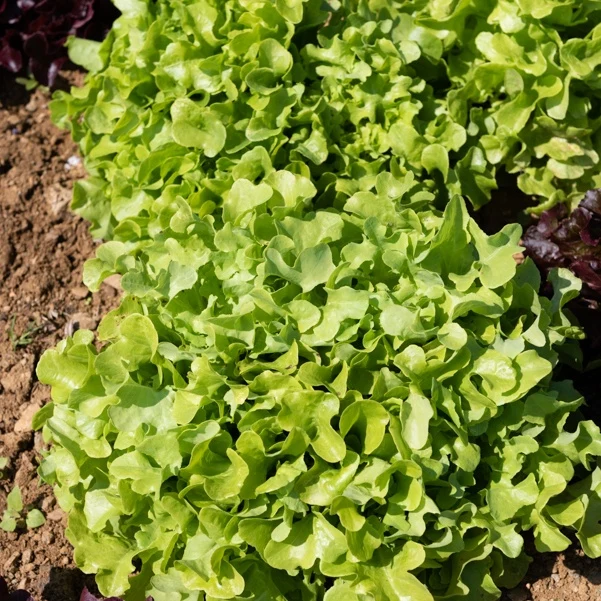 6 Plants de Laitue à feuilles de chêne blonde 1778327928