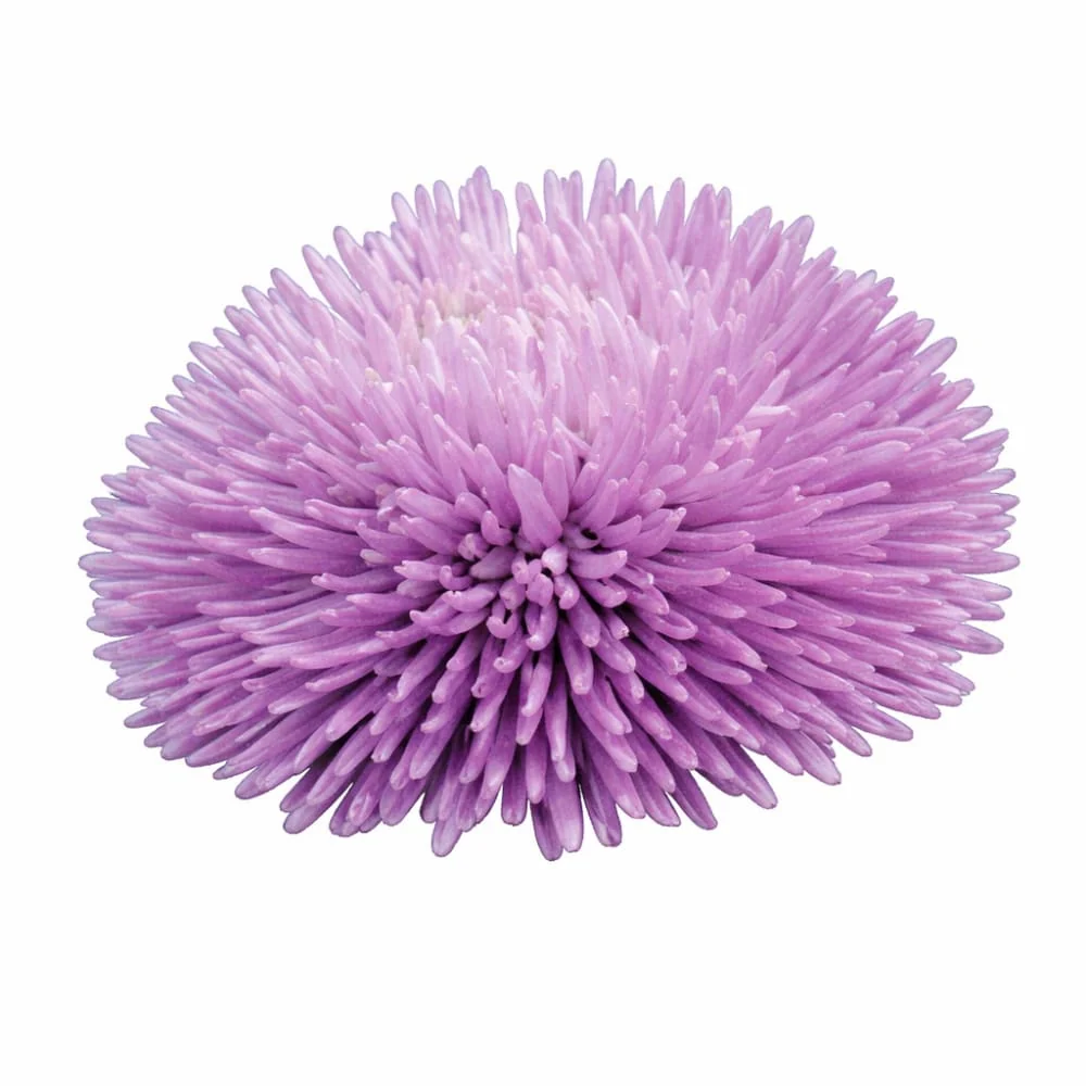 Aster de Chine ‘Gala Lavender’ | Callistephus chinensis