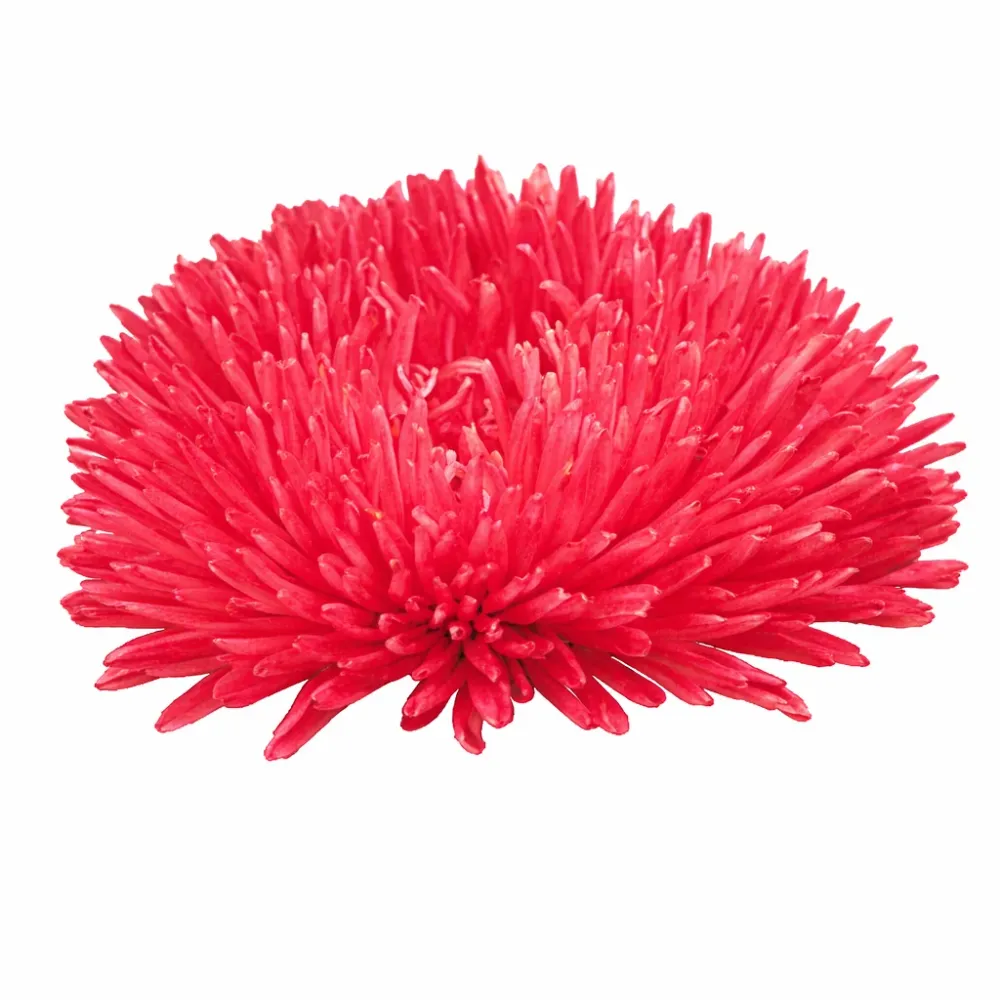 Aster de Chine ‘Gala Scarlet’ | Callistephus chinensis