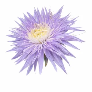 Aster de Chine Sea Starlet Lavender | Callistephus chinensis